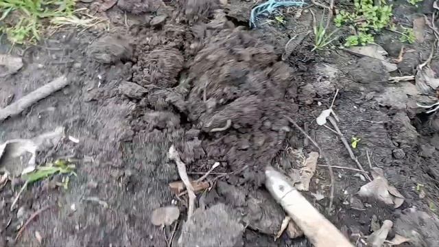 Акебия. Посев семян в открытый грунт. 07.04.2025г. смотреть онлайн