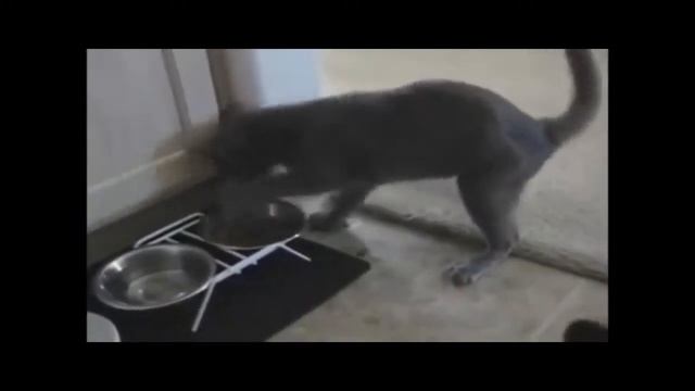 В СЛЕДУЮЩИЙ РАЗ БУДУ ЗАКУСЫВАТЬ! / Funny animals! Fun! ))) смотреть онлайн