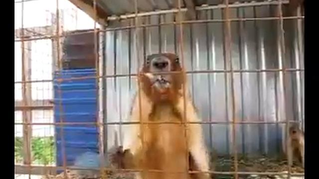 Нервные суслики.mp4 смотреть онлайн