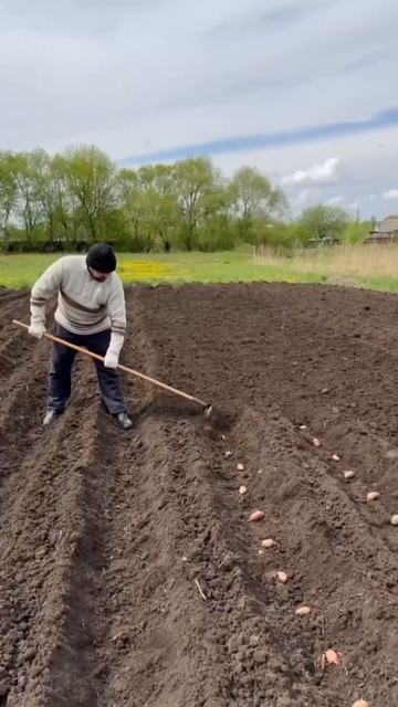 На картошке #огород #сад #техника смотреть онлайн