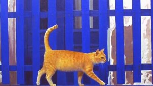Умеют ли кошки находить дорогу домой.🐾🐾🐾