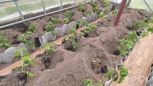 Высадка томатов продолжается! 😊🍅