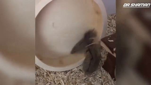 ПРИКОЛЬНЫЕ ВИДЕО С ЖИВОТНЫМИ ОБХОХОЧЕШЬСЯ смотреть онлайн