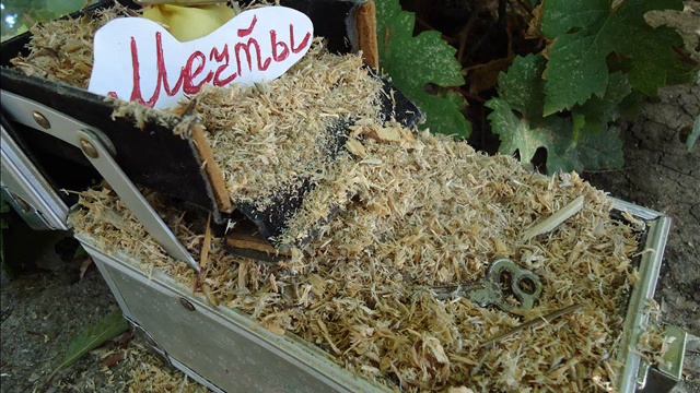 Мечты сбываются с Rexona!