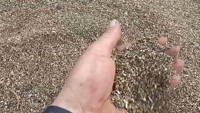 ОВС -25. Очистка семян подсолнечника от мусора. Веялка к смотреть онлайн