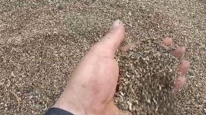 ОВС -25. Очистка семян подсолнечника от мусора. Веялка к