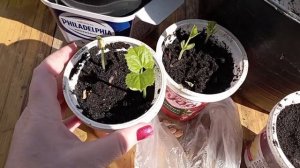 Момордика. Посев семян момордики на рассаду. 12.03.2025г.