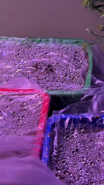 Всходы хвойных смотреть онлайн