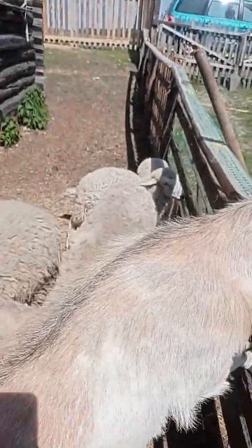 День 328 Подкормка смотреть онлайн