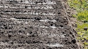 Посев моркови в открытый грунт в гранулах. Что надо де?