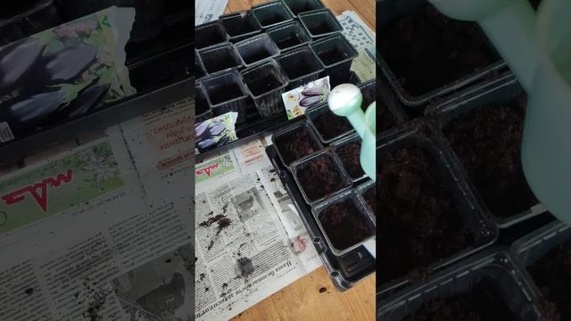 Пришло время сеять семена баклажан на рассаду смотреть онлайн