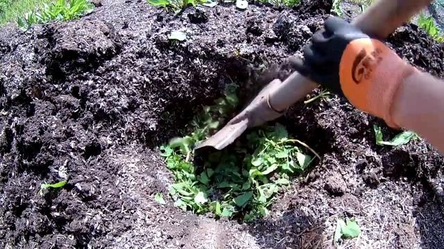 Посадка кабачков в открытый грунт смотреть онлайн