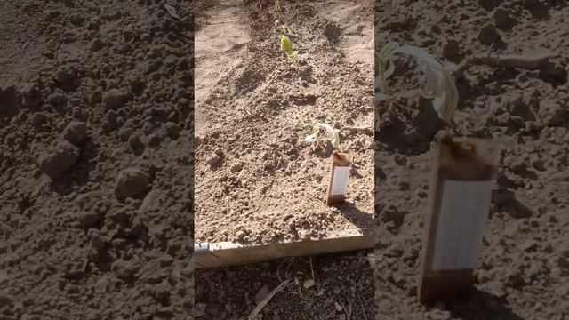 Высадка рассады в грунт, табак Вологодская область. смотреть онлайн