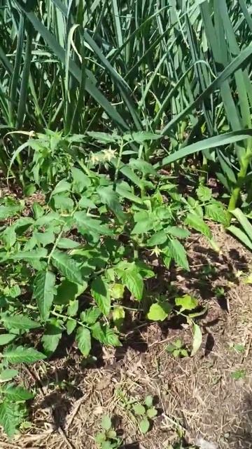 Вот какой вред от медведок 🍅 смотреть онлайн