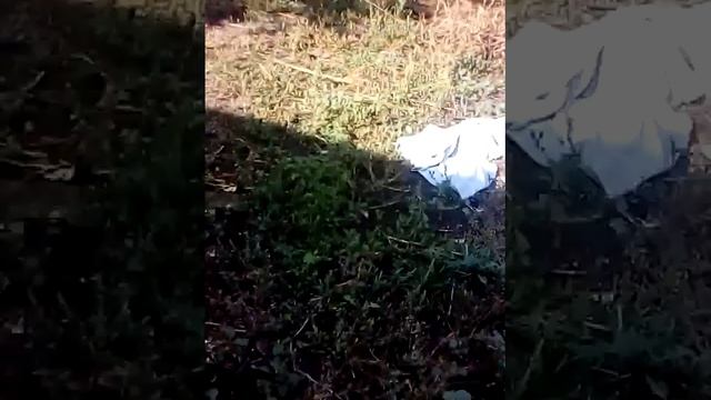 Заброшенный дом нашего друга Семёна смотреть онлайн