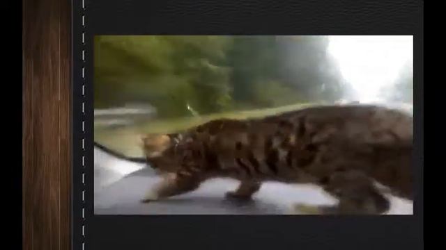 Самые смешные видео приколы про кошек и котов 19 кошка в авто 2013 Улетный ржач смотреть онлайн