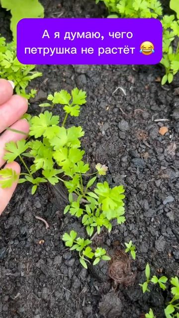 А дальше что?😂 #рассада #юмор #дача смотреть онлайн