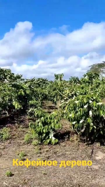 Как растет кофе в Бразилии смотреть онлайн