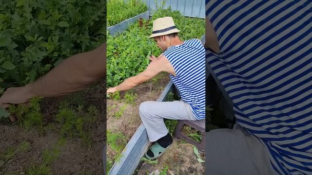 Муж помогает с прополкой #diyideas #дачныеидеи #дача #огоро смотреть онлайн
