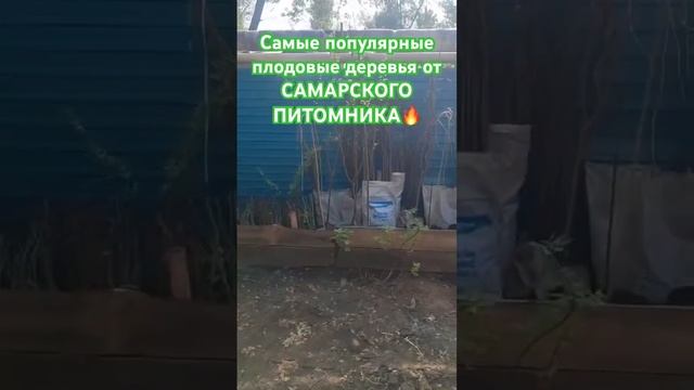 Самые популярные плодовые деревья от САМАРСКОГО ПИТО? смотреть онлайн