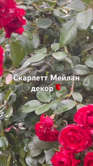 9 февраля 2025 г. смотреть онлайн