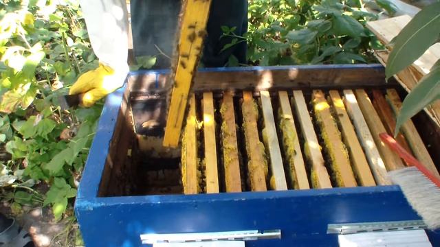 Отбор рамок на откачку и формирование гнезда в зиму