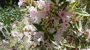 Цветение вейгелы ‘Nana Variegata'