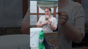 Подкормка цирконом.#помидоры #теплицы #жизньвдеревне