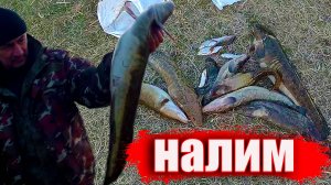 Рыбалка на налима весной