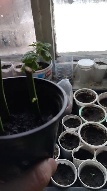 первая партия начала всходить.