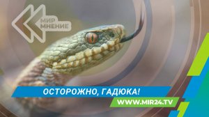 Как себя вести при встрече с ядовитой змеей?