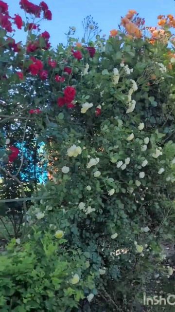 Арка из роз #дача #сад #розы #цветы  #garden #nature #арка