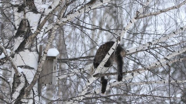 Весна пришла - Коты прилетели.