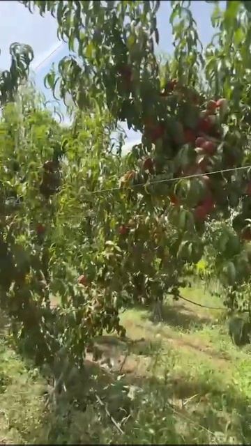 Саженцы нектарина Extreme 460 транспортабельный сорт . Нор смотреть онлайн