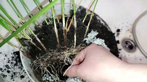 ПАЛЬМА ДОМА ИЗ КОСТОЧКИ. КАК ВЫРАСТИТЬ. ФИНИКОВАЯ ПАЛЬ