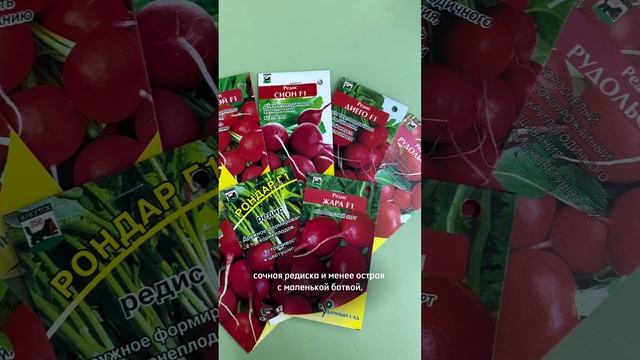 Почему редис бывает ГОРЬКИЙ и ПУСТОЙ? смотреть онлайн