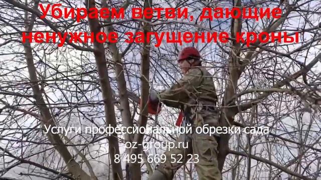 Услуги обрезки плодовых деревьев в Москве и области. В смотреть онлайн