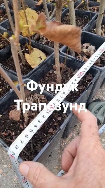 Саженцы Крыма Патраков смотреть онлайн