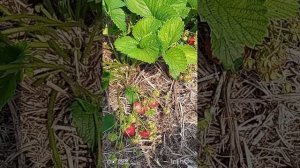 Клубника Гигантелла