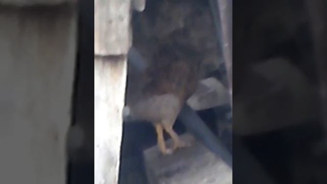 Петух поет курицам. Прикол!!! смотреть онлайн