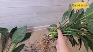 СПАТИФИЛЛУМ на фитильном поливе: когда нужно пересажи