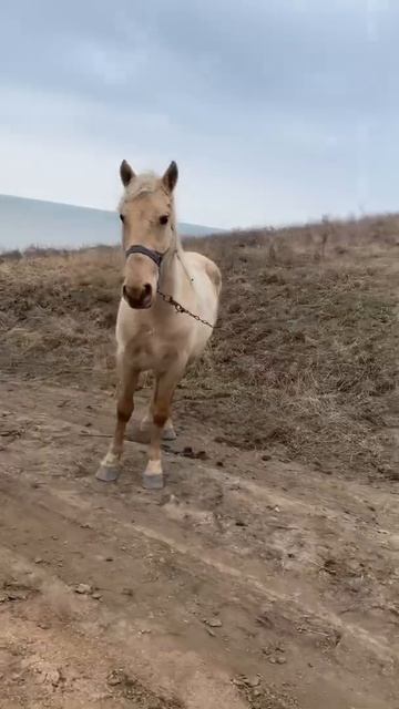 Лошадь на берегу моря смотреть онлайн