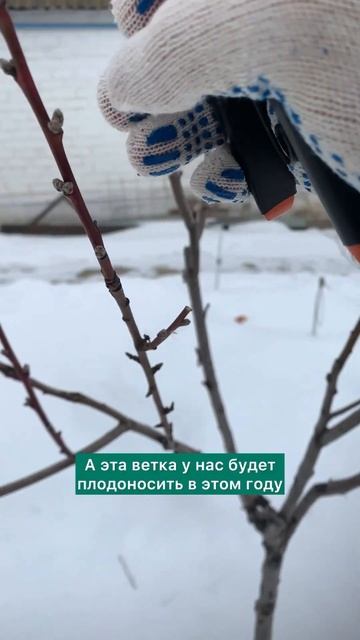 Персик цветёт, а плодов нет #обрезкаперсика #обрезкаса смотреть онлайн