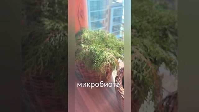 Гортензия на балконе смотреть онлайн
