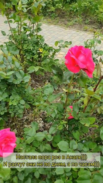#Анапа #розы #красота смотреть онлайн