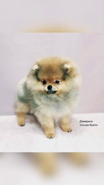 Купить шпица 📲 +79874100700