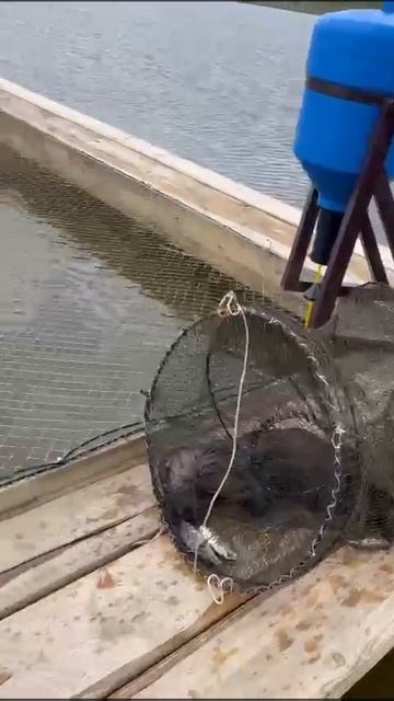 Выдру приманил корм в маятниковой кормушки для рыб смотреть онлайн