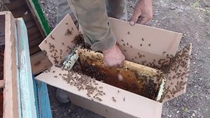 Пересадка пчелопакетов в улей