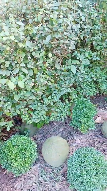 Бирючина #мойсад#живыеизгороди смотреть онлайн