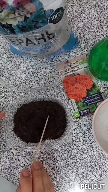 Карликовая пеларгония , посев семян.Семена Алтая.#пела смотреть онлайн